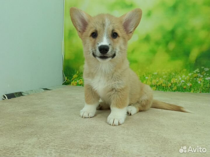 Вельш-корги пемброк