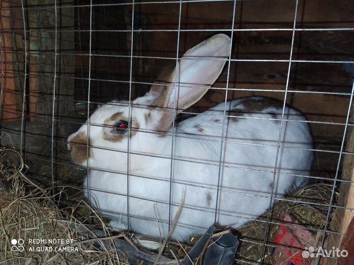 Продаю кроликов