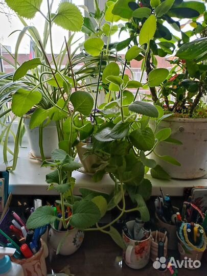 Цветы домашние в горшках