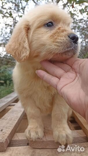 Голден ретривер