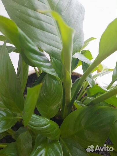 Спатифиллум