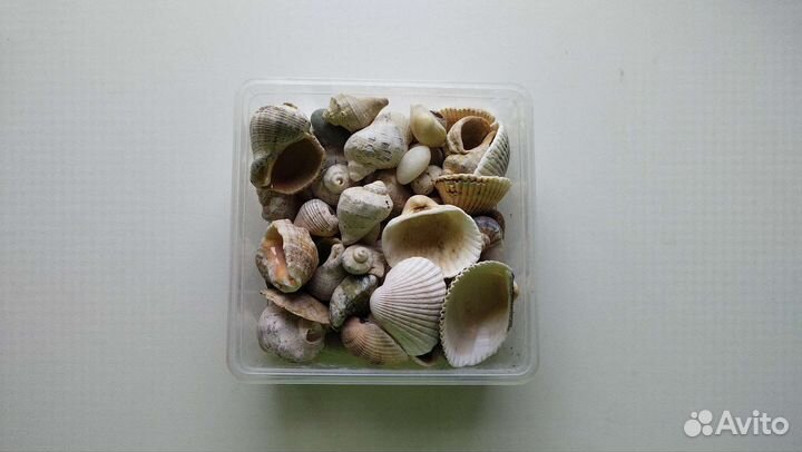 Морские ракушки раковины