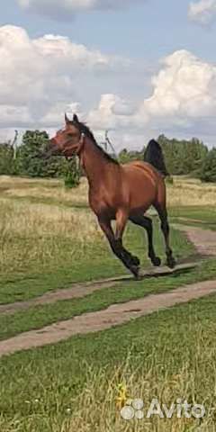 Арабские лошади