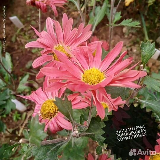 Хризантемы мультифлоры, корейские и кустовые