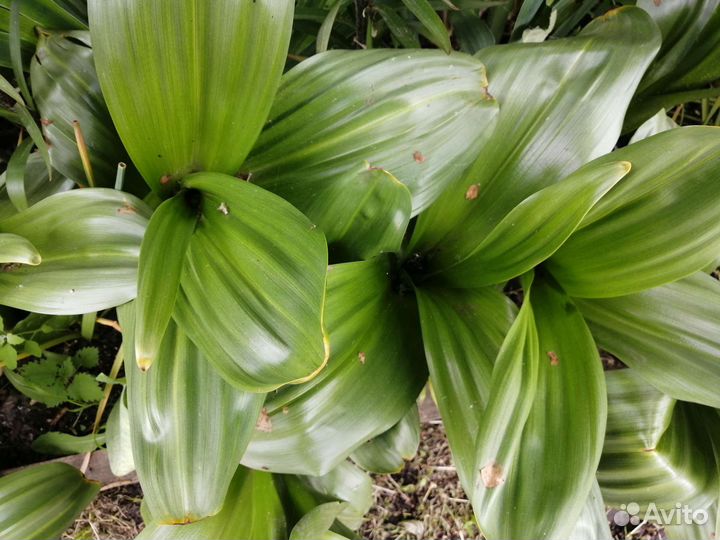 Луковицы Безвременника-Крокуса