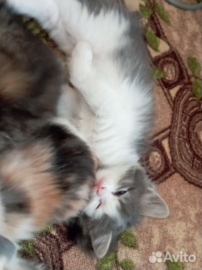 Кошка