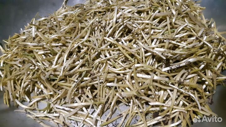 Черемша свежая