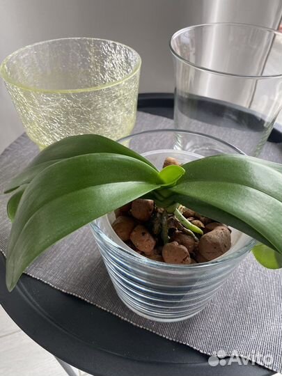 Кашпо ваза для орхидеи Икеа