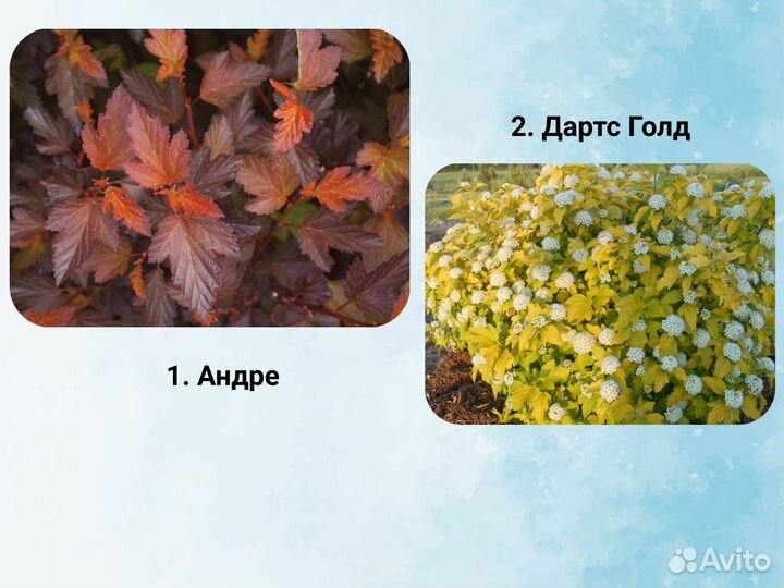 Саженцы пузыреплодника, пузыреплодник