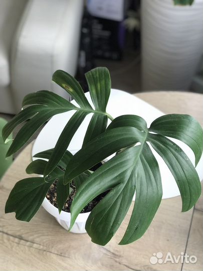 Рафидофора декурсива