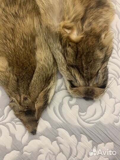 Шкурки лисьи целые