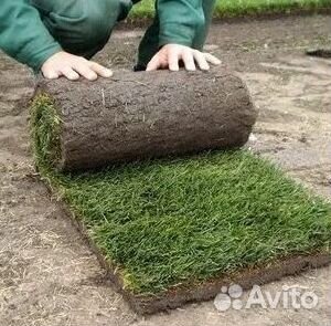 Рулонный газон