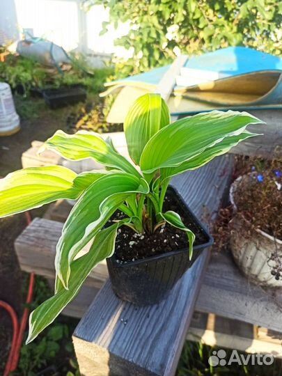 Саженцы хосты