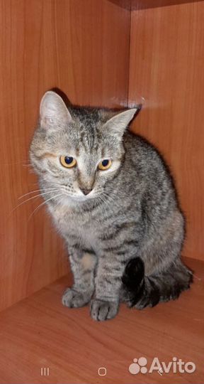 Крошка-кошка в дар