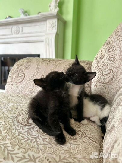 Котята в добрую семью