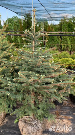Ель колючая голубая Глаука
