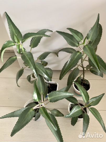 Каланхоэ лечебное