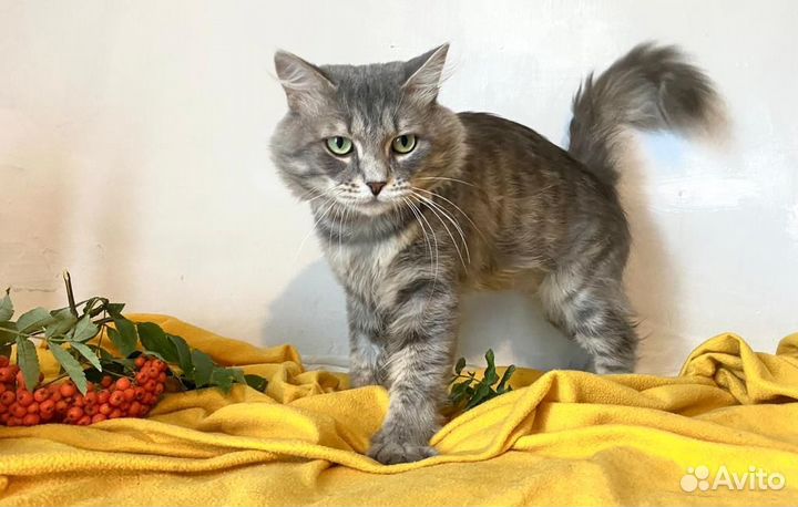 Котик ищет хозяев
