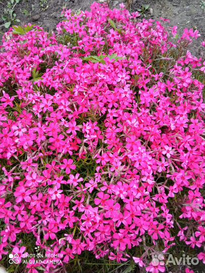 Флокс шиловидный