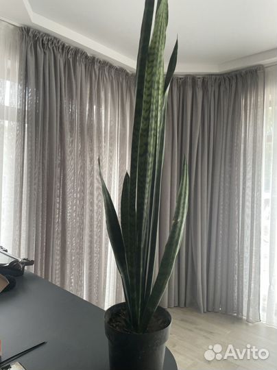 Сансевиерия