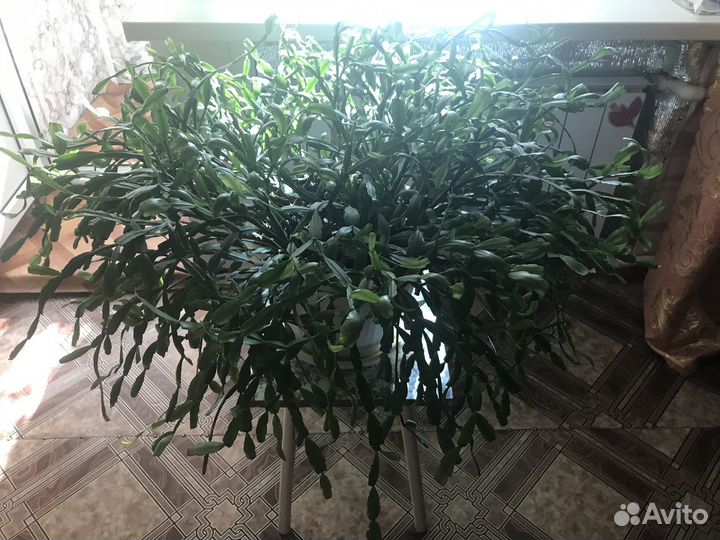 Растение в горшкеДекабрист