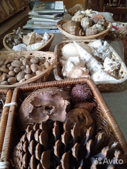 Морские ракушки