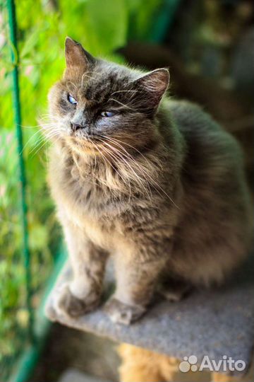 Особенная кошечка Вита ищет дом