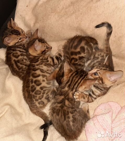 Бенгальские котята