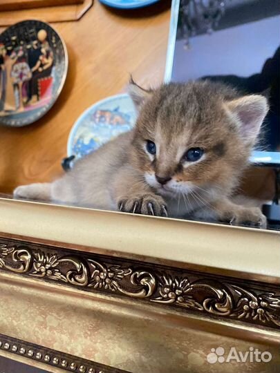 Кошка чаузи ф1