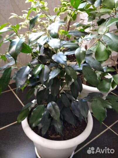 Фикус Бенджамина