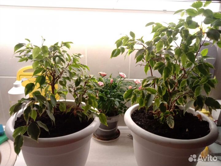 Фикус бенджамина пестролистный