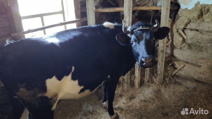 Коровы дойные молочные