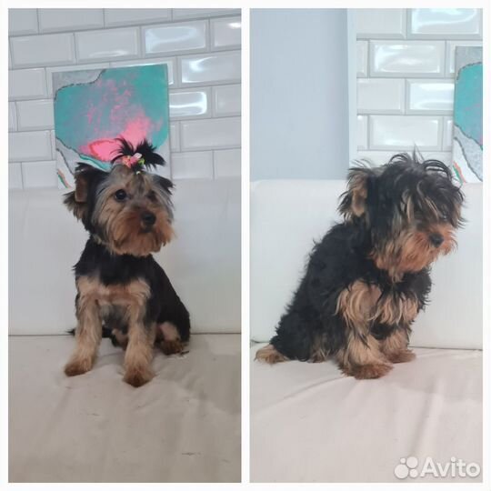 Требуются модели на стрижку собак