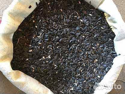 Семечки подсолнечника кормовые