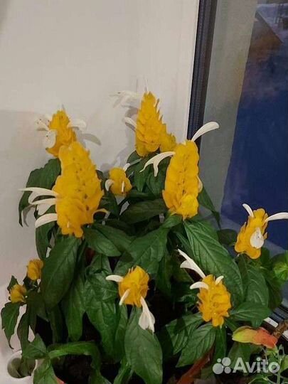 Пахистахис желтый. Пахистахис красный