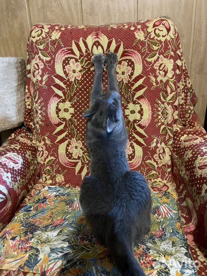 Пожалейте мальчика Кузеньку, возьмите домой