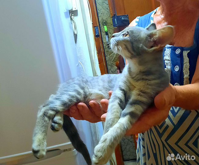 Котята в дар