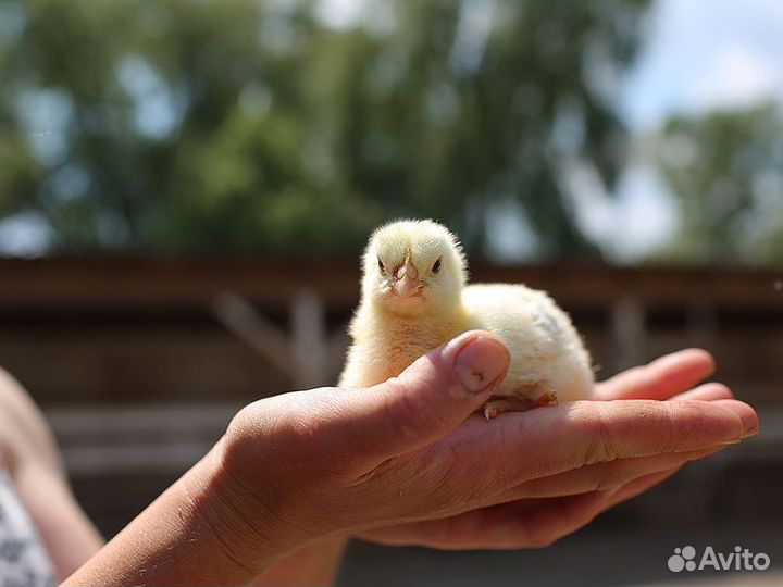 Экскурсия — Тула — Тула: Один День надействующей Ф