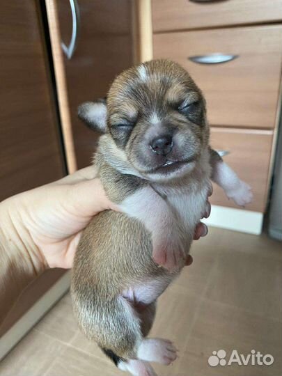 Чихуахуа Той-терьеры карликовые пинчеры Доставка