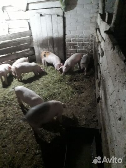 Поросенок ландрас