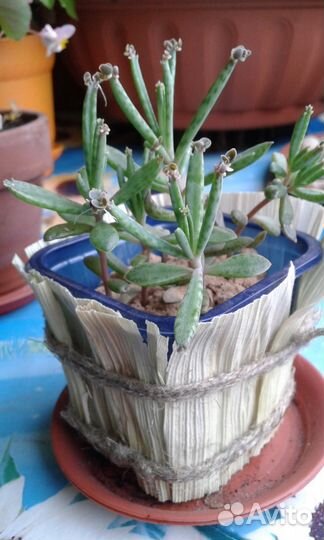 Суккуленты#кактусы#эчеверия