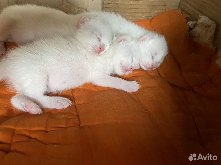 Белые котята