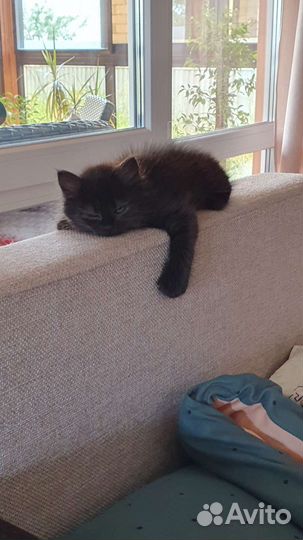 Передержка животных