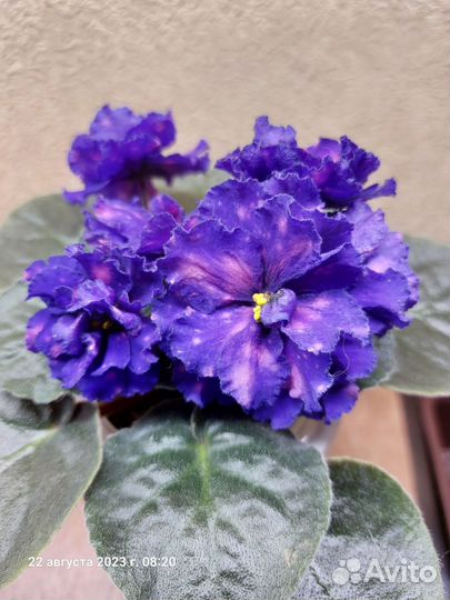 Фиалка сортовая