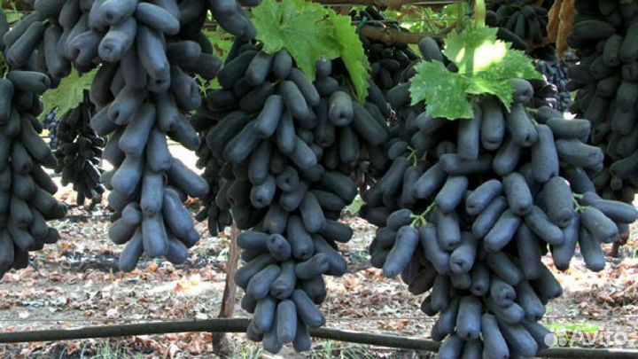 Виноград хэллоуин и аватар и др