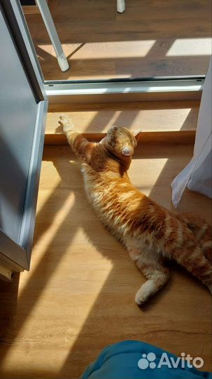 Шотландский кот вязка