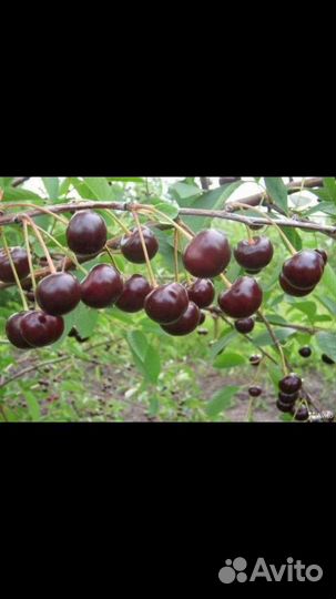 Саженцы Владимирской вишни(2-х г.) Черешня жёлтая