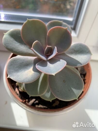 Суккуленты