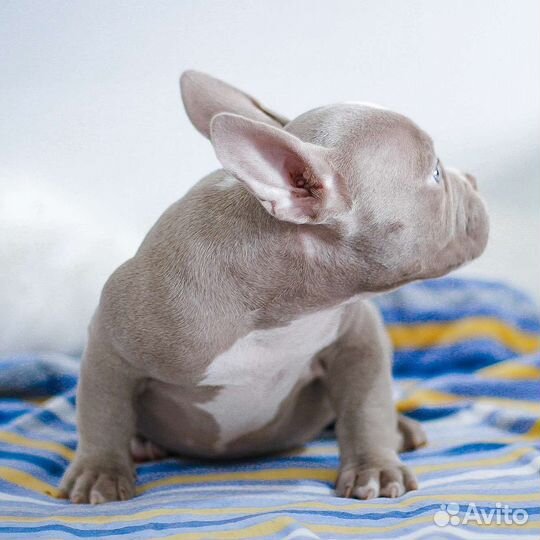 Крутая девочка американского булли