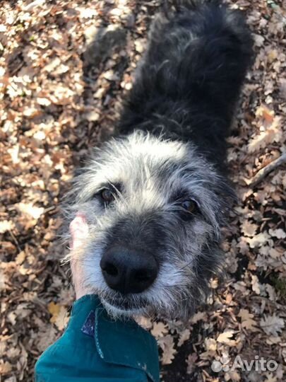 Собака в добрые руки